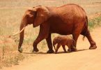 elephant gce4dec768 1280 Comment faire la demande de visa pour le Kenya ?